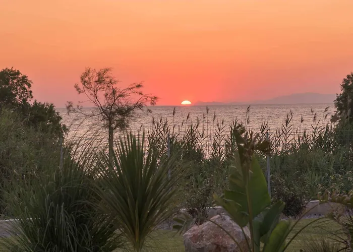 Panaxia Akte فيلة *